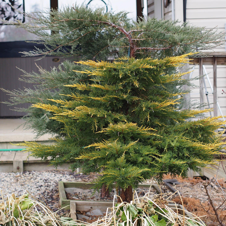 Juniperus x media 'Daub's Frosted' ~ Enebro Pfitzer helado de Daub