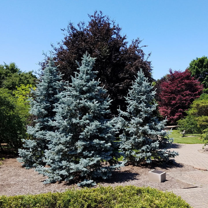 Picea pungens var 'Glauca'~ Colorado Blue Spruce