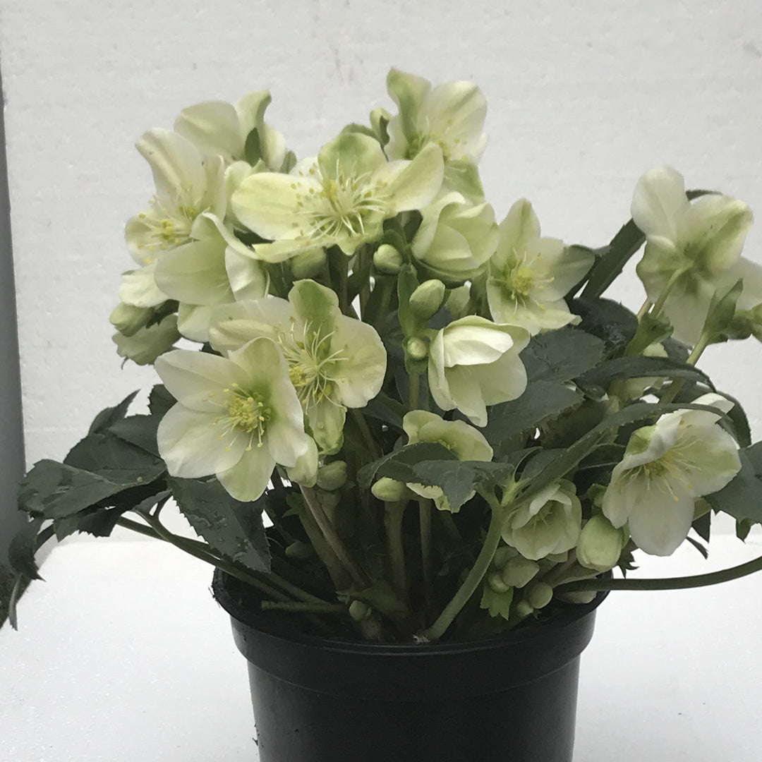 Helleborus niger 'Mon Blanc' ~ Winter Magic™ Mon Blanc Lenten Rose