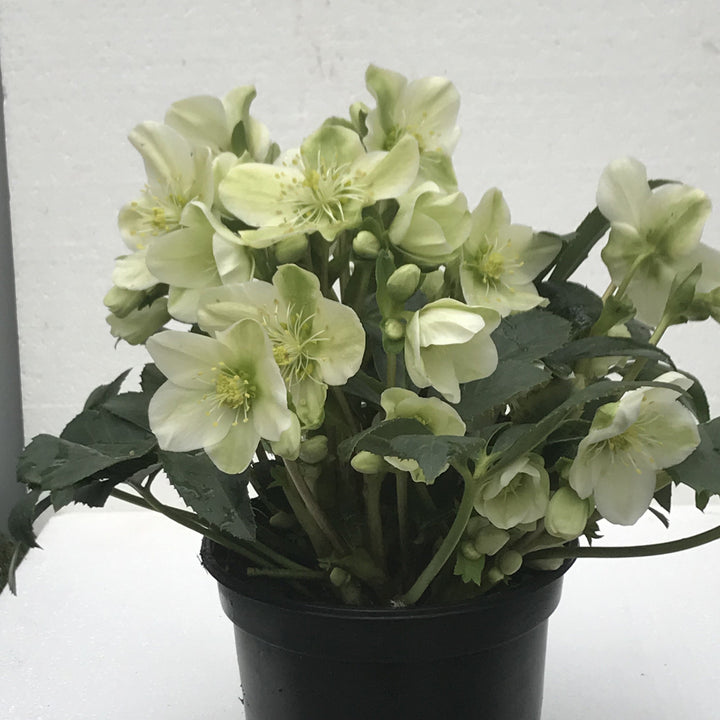 Helleborus niger 'Mon Blanc' ~ Winter Magic™ Mon Blanc Lenten Rose