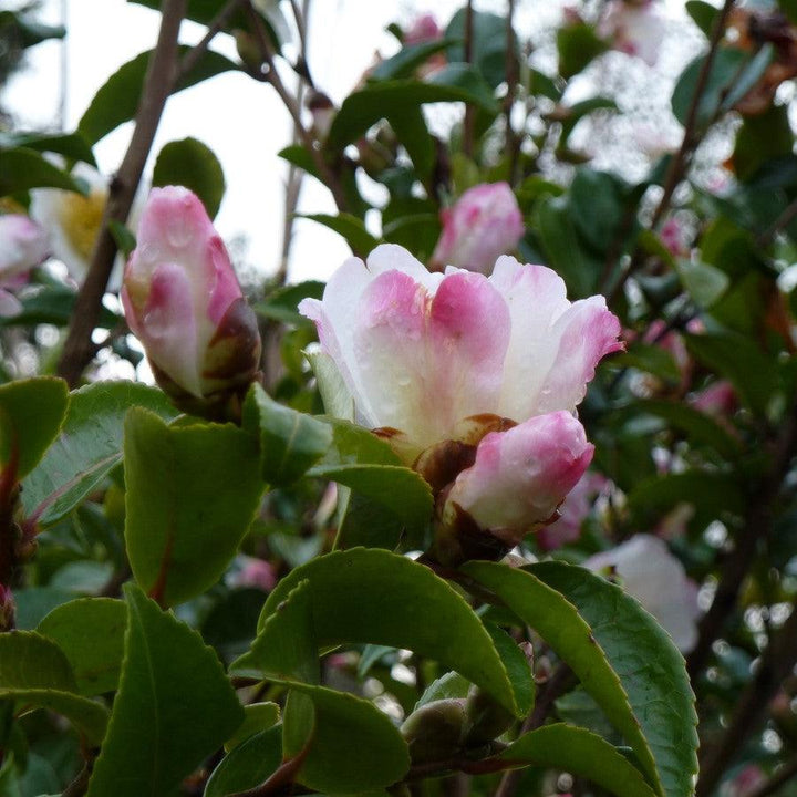 Camelia sasanqua 'Yoi Machi' ~ Yoi Machi Camelia