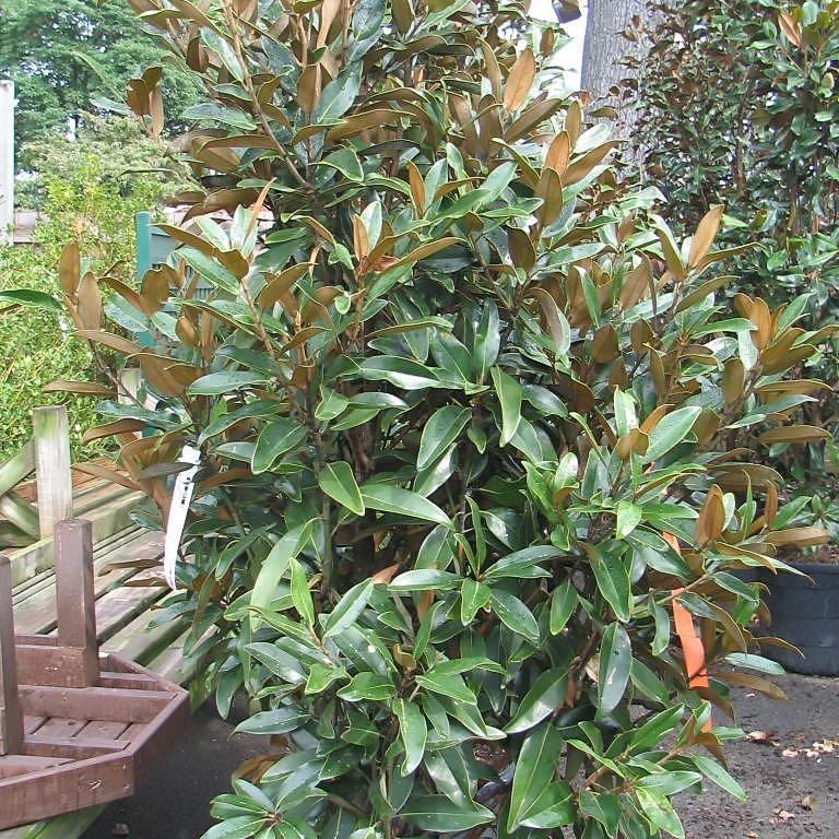 Magnolia grandiflora 'TMGH' ~ Alta™ Magnolia del Sur