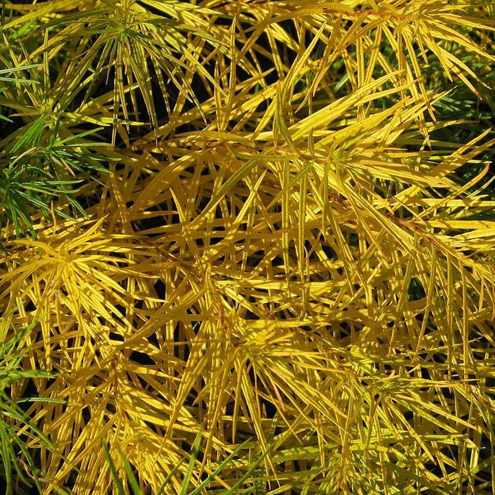 Amsonia hubrichtii ~ Threadleaf Blue Star, Arkansas Blue Star