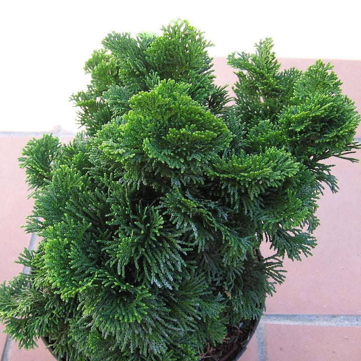 Chamaecyparis obtusa 'Nana Gracilis' ~ Nana Gracilis Hinoki Cypress