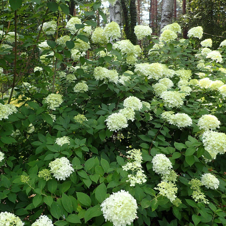 Hortensia paniculata 'Limelight' ~ Proven Winners® Limelight® Hydrangea