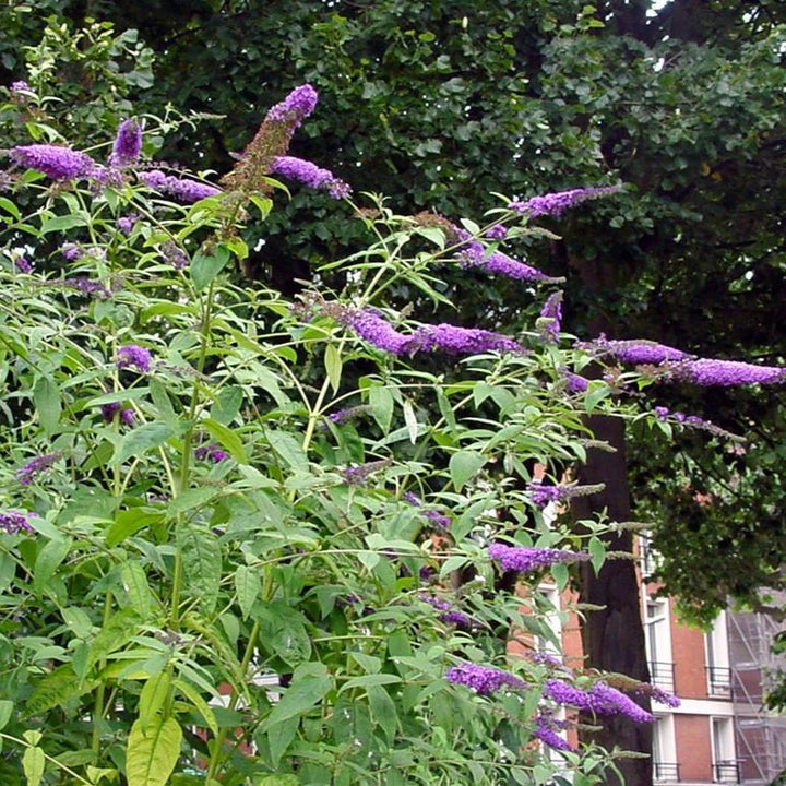 Buddleia 'Purple Haze' ~ Arbusto de mariposa Lo &amp; Behold® Purple Haze