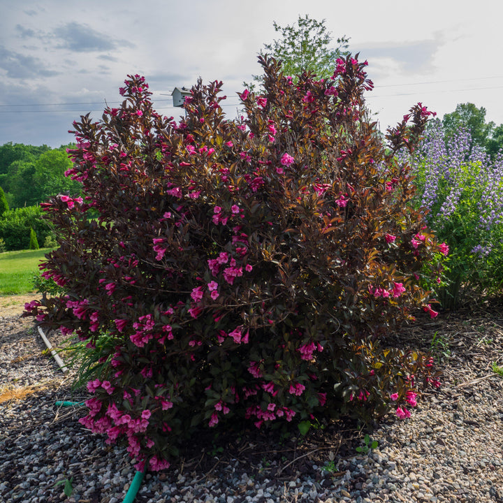 Weigela florida 'Alexandra' ~ Vino y Rosas® Weigela