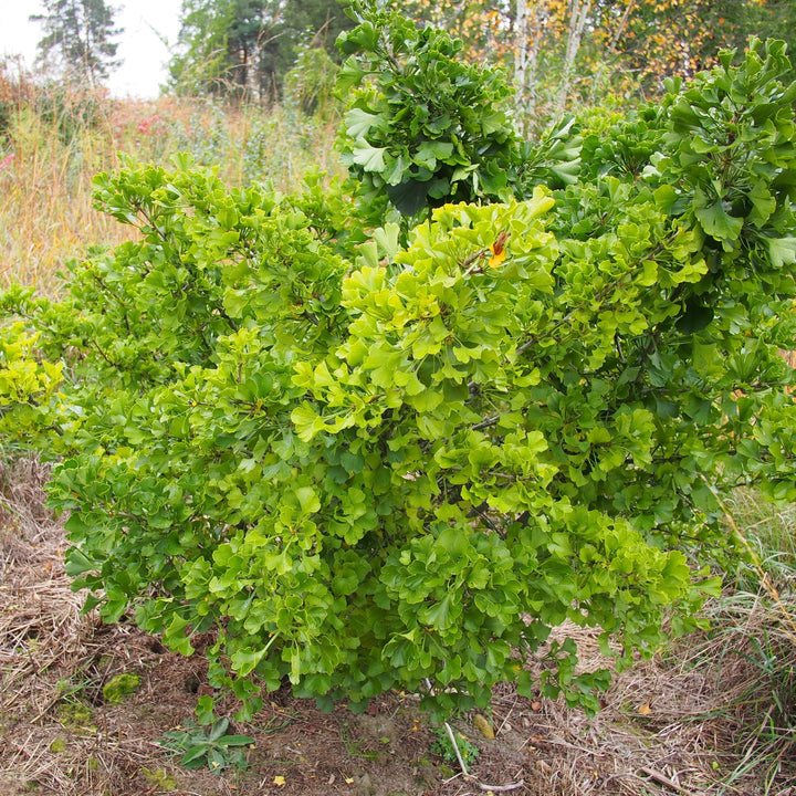 Ginkgo biloba 'Jade Butterfly' ~ Jade Butterfly Ginkgo