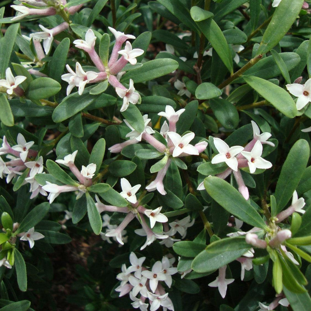 Daphne x transatlantica 'Blafra' PP18361 ~ Eternal Fragrance Daphne