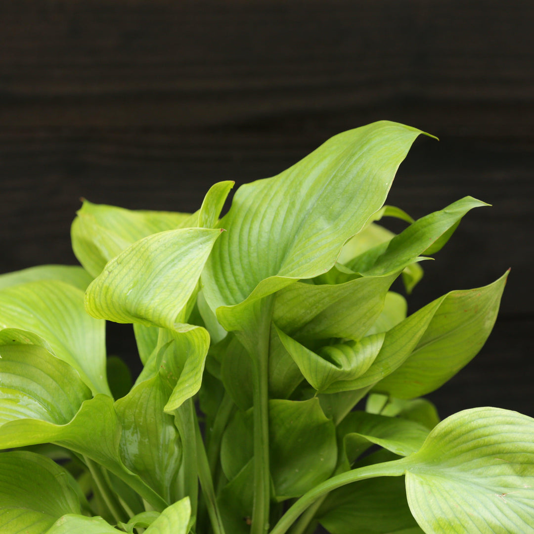 Hosta 'Guacamole' ~ Guacamole Hosta