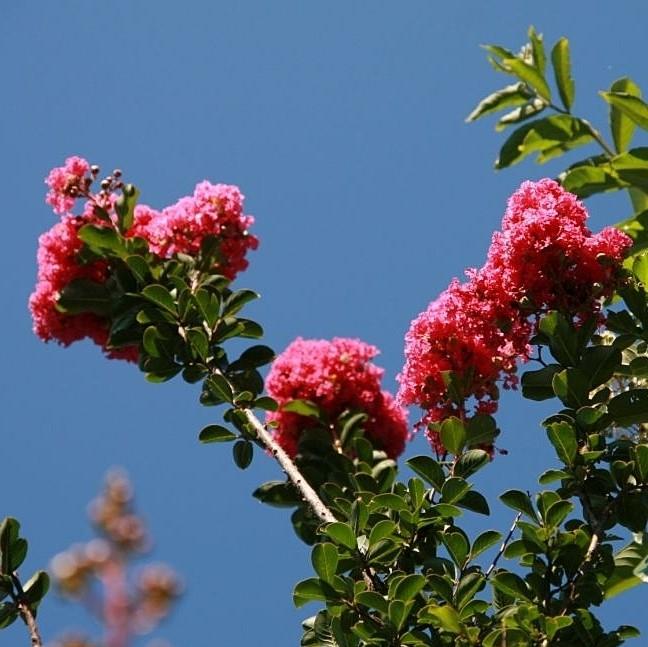 Lagerstroemia indica x fauriei 'Tuscarora' ~ Tuscarora Crape Myrtle