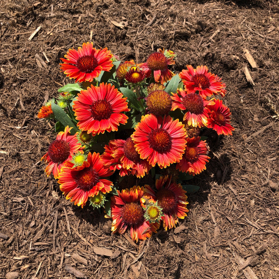 Gaillardia aristata 'Spintop Yellow Touch' ~ Spintop™ Yellow Touch Blanket Flower