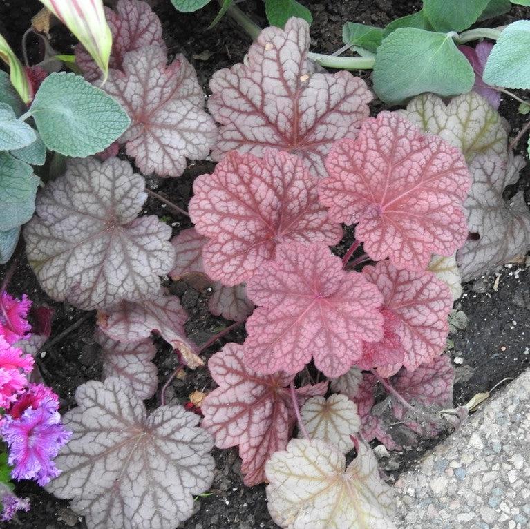 Heuchera villosa 'Berry Smoothie' ~ Berry Smoothie