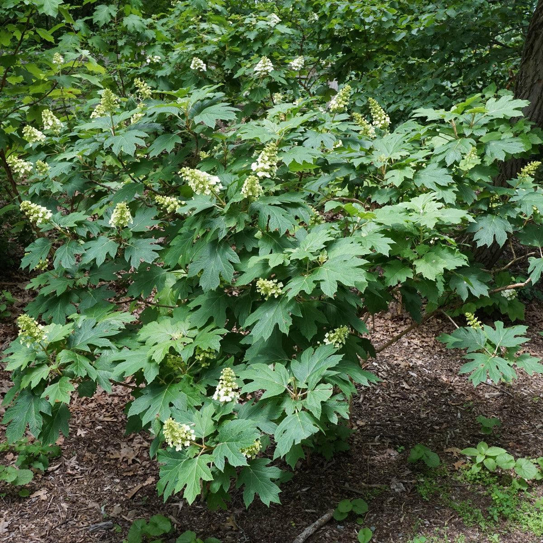 Hydrangea quercifolia 'Reina de las Nieves' ~ Hortensia Reina de las Nieves