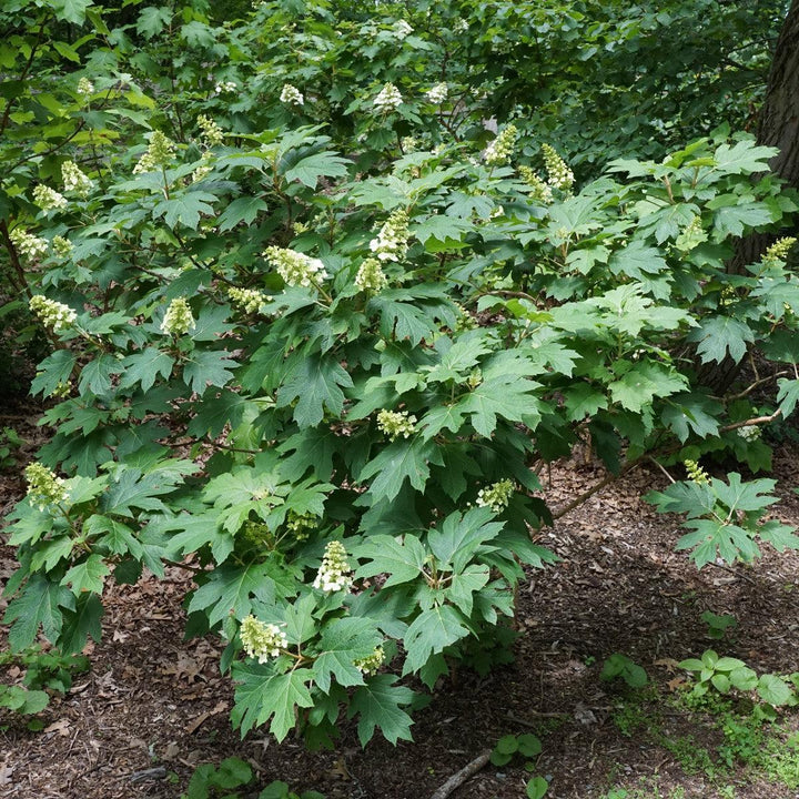 Hydrangea quercifolia 'Snow Queen' ~ Snow Queen Hydrangea