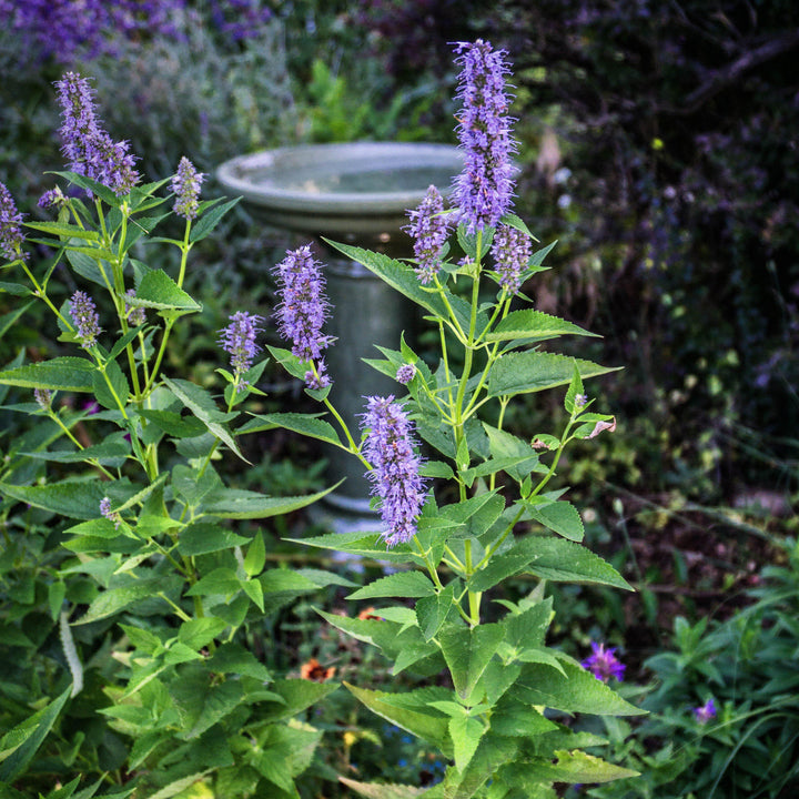 Agastache x 'Black Adder' ~ Black Adder Giant Hyssop