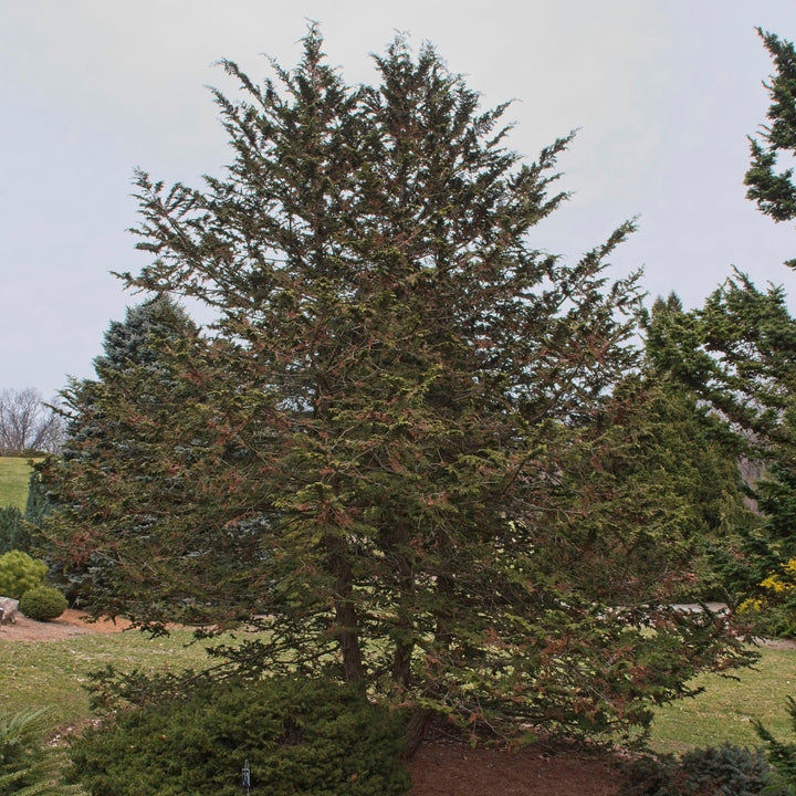 Chamaecyparis obtusa 'Filicoides' ~ Fernsprey False Cypress