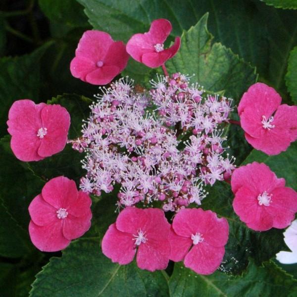 Hydrangea macrophylla 'McKay' PP 28,757 ~ Hortensia Cherry Explosion