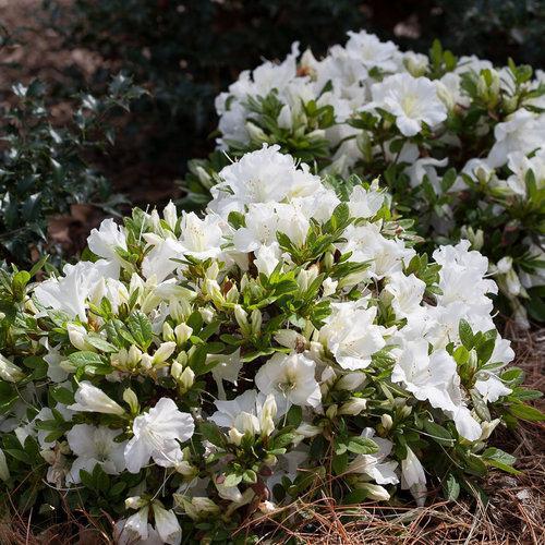 Rododendro x 'RLH1-3P3' ~ Azalea blanca que vuelve a florecer Bloom-A-Thon®