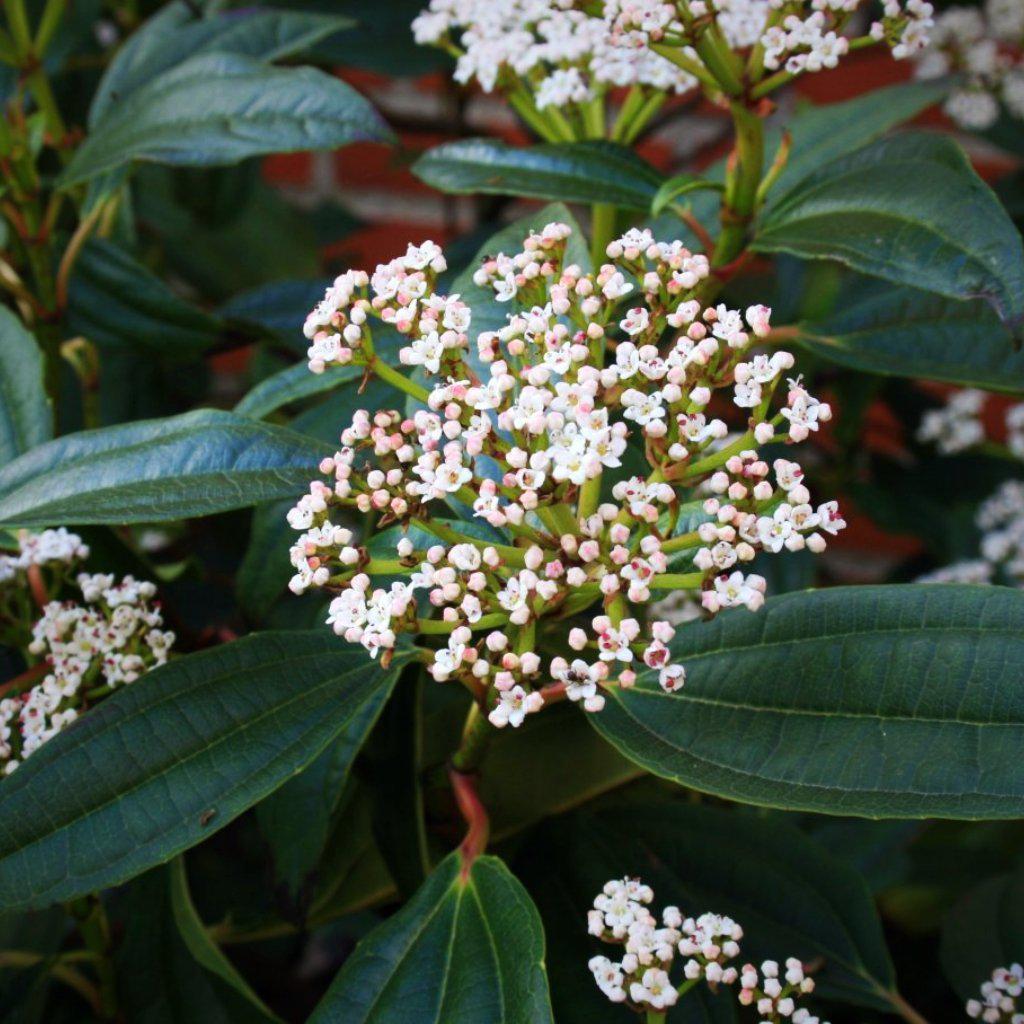 Viburnum davidii ~ David Viburnum