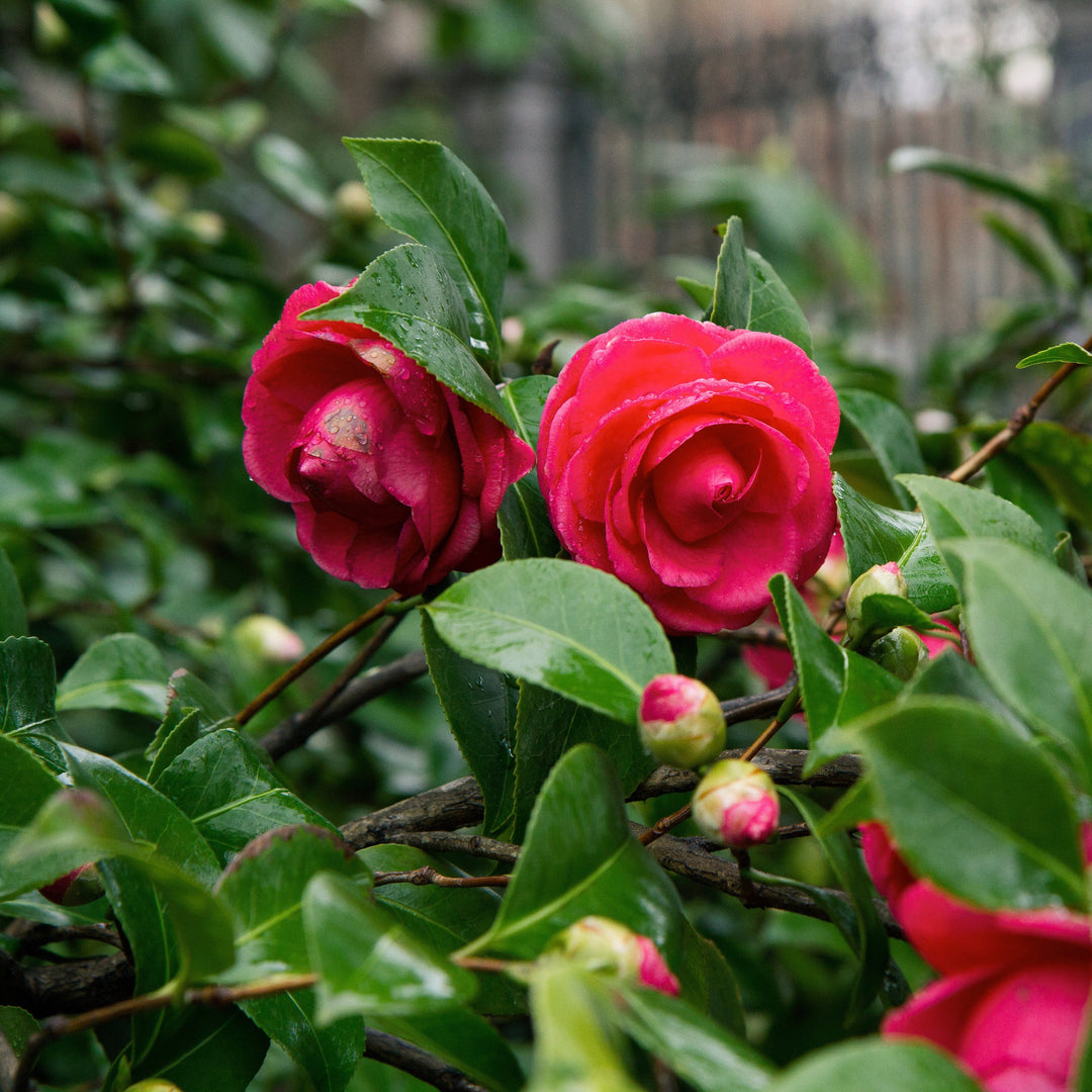 Camellia japonica 'Rosa ártica' ~ Camelia rosa ártica