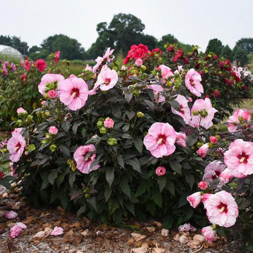 Hibiscus 'Cherry Choco Latte' ~ Summerific® Cherry Choco Latte Hibiscus