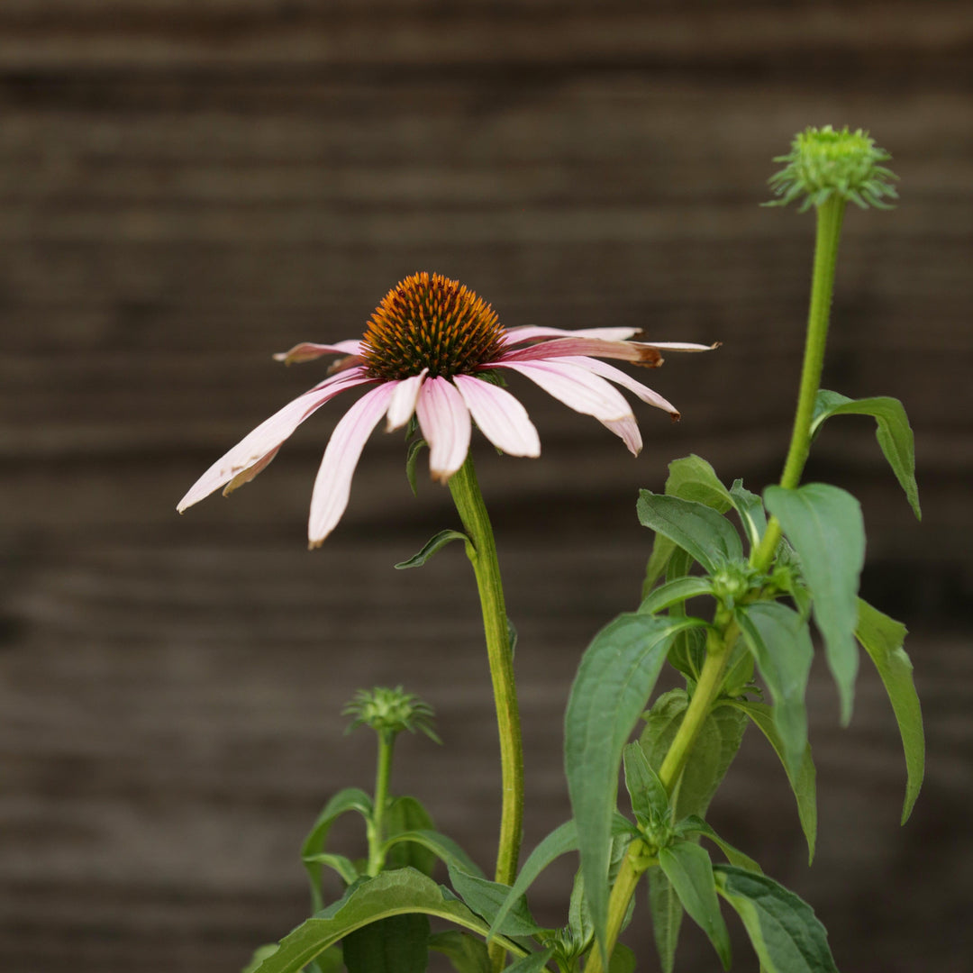 Echinacea purpurea 'PAS702917' ~ PowWow® Wild Berry Echinacea, Coneflower