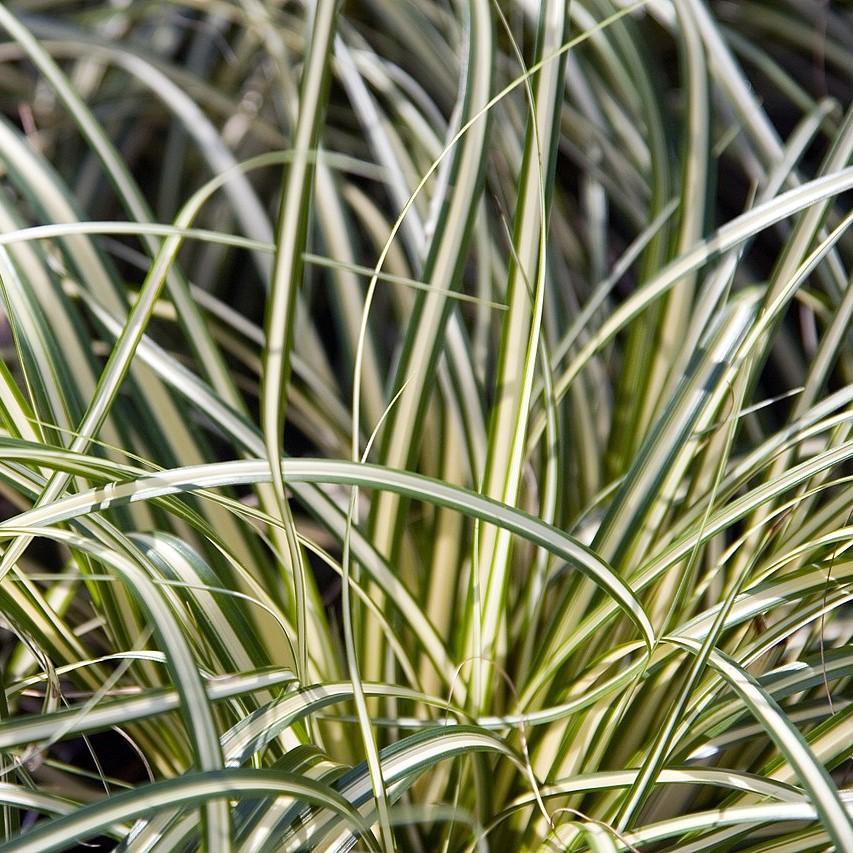 Carex oshimensis 'Evergold' ~ Evergold Variegated Sedge