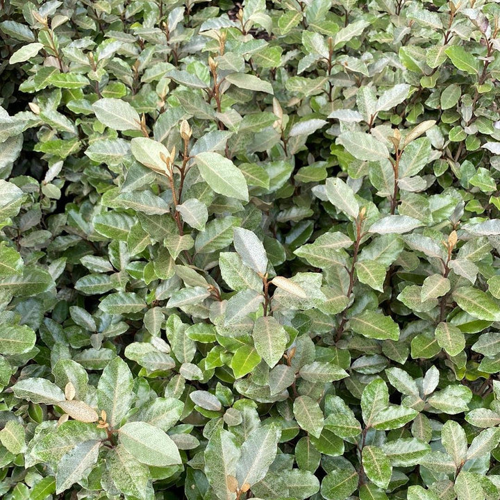 Elaeagnus x ebbingei ~ Silverberry de Ebbinge, Oleaster