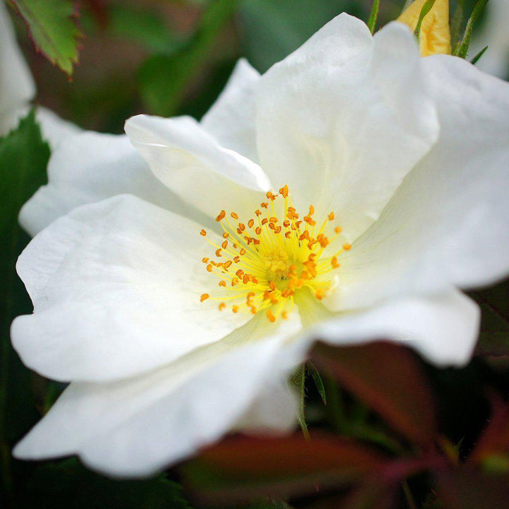 Rosa 'Radwhite' PP#20,273 ~ Rosa blanca Knock Out®