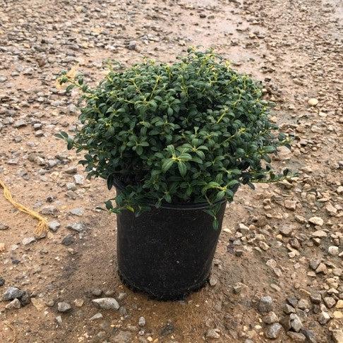 Ilex crenata 'Soft-Touch' ~ Acebo japonés de tacto suave