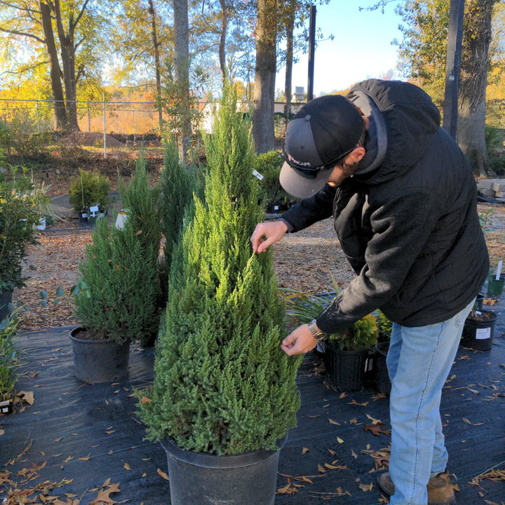 Juniperus chinensis 'Blue Point' ~ Blue Point Juniper