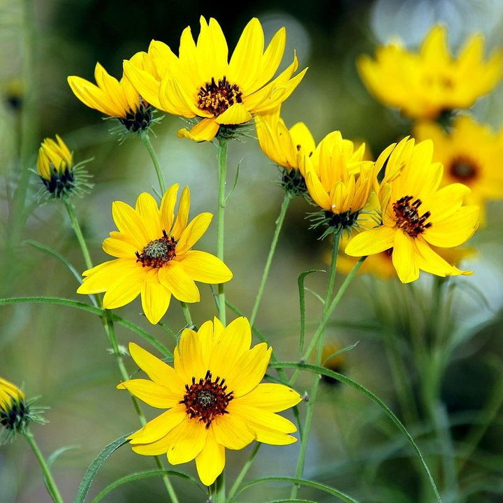 Helianthus salicifolius 'Autumn Gold' ~ Autumn Gold Willow-Leaved Sunflower