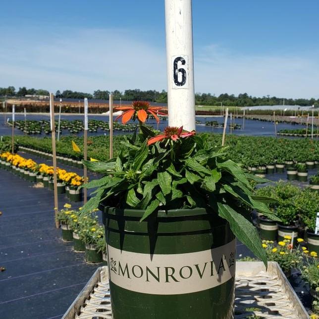 Echinacea x 'Balsomador' PP #26,639 ~ Sombrero® Adobe Orange Improved Coneflower