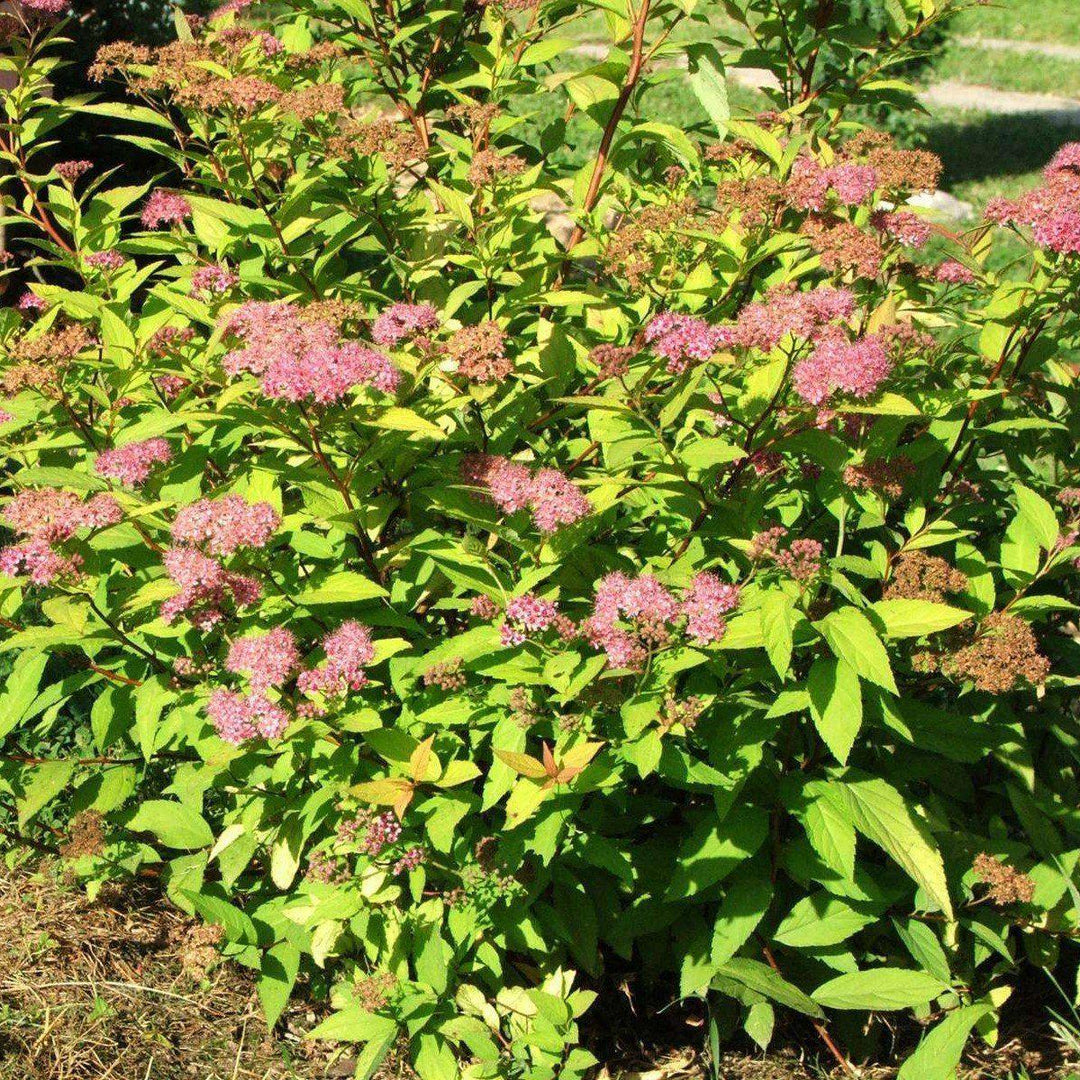 Spiraea 'Bailcarol' ~ Primeras ediciones® Sundrop™ Spirea