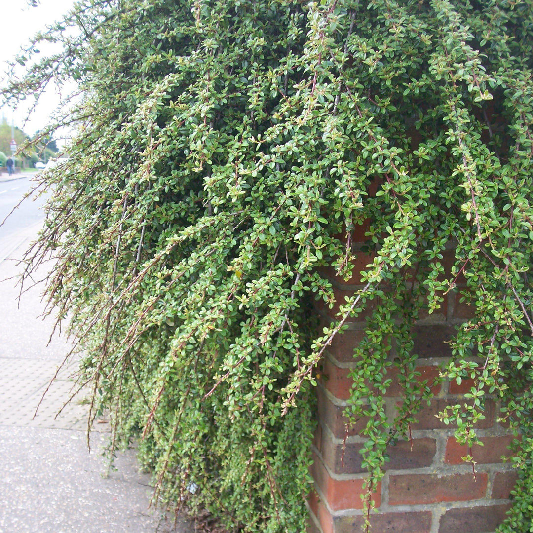 Cotoneaster dammeri 'Belleza Coral' ~ Belleza Coral Cotoneaster 