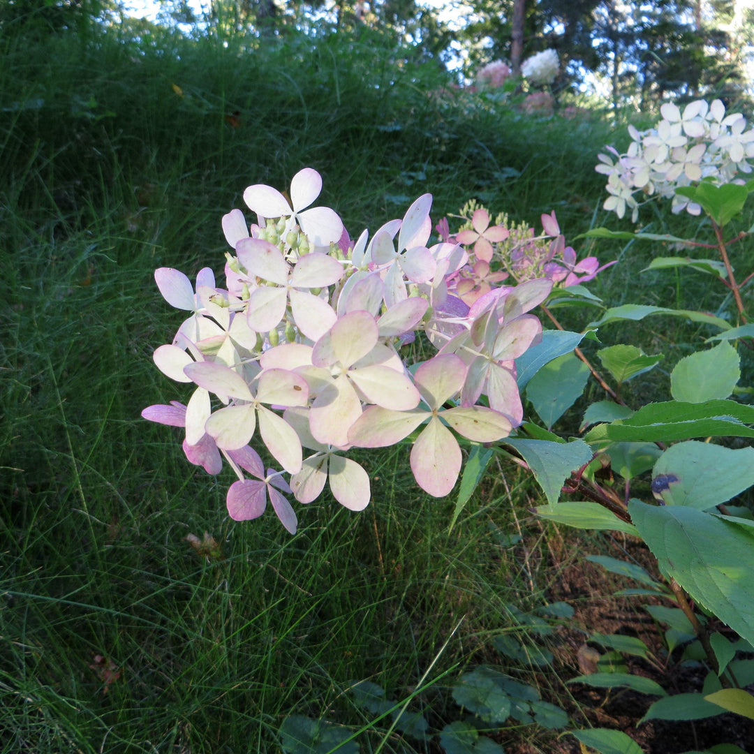 Hortensia paniculata 'Phantom' ~ Hortensia Tidal Wave™