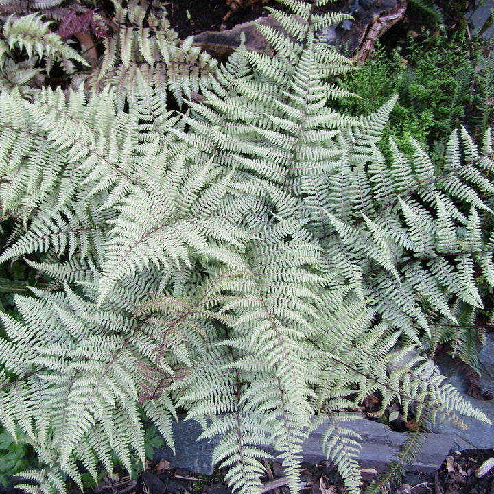 Athyrium 'Ghost' ~ Ghost Fern