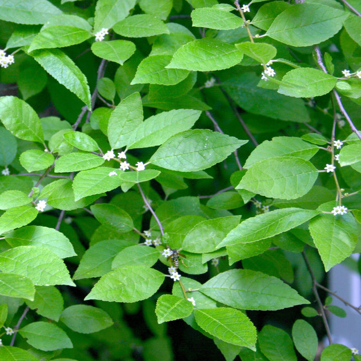 Ilex verticillata 'Jim Dandy' ~ Jim Dandy Winterberry