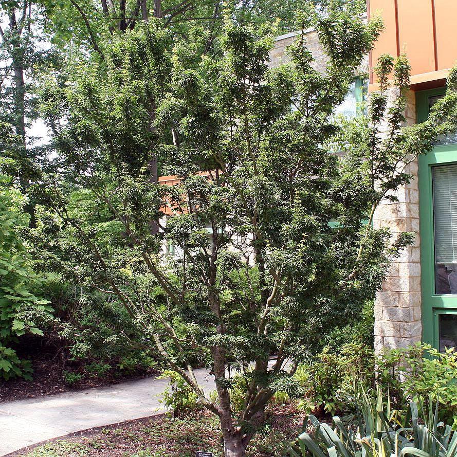 Acer palmatum 'Shishigashira' ~ Lion Head Japanese Maple