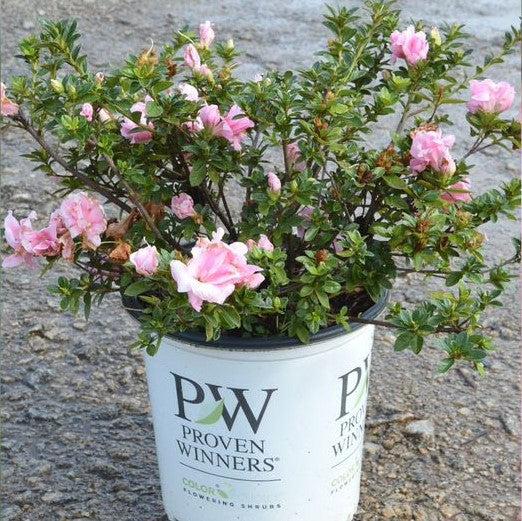 Rhododendron x 'NCRX3' ~ PW® Perfecto Mundo® Double Pink Azalea