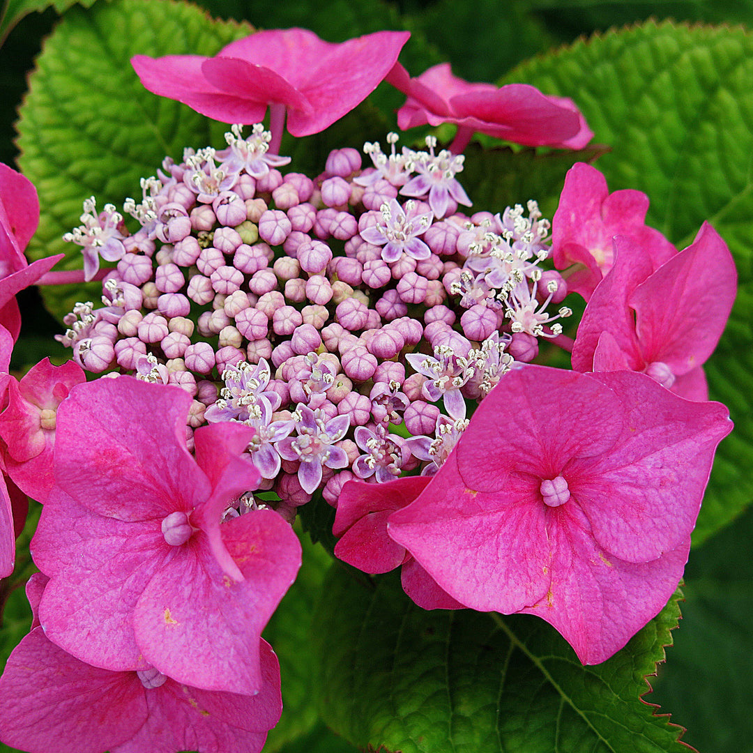 Hydrangea macrophylla 'McKay' PP 28,757 ~ Cherry Explosion Hydrangea