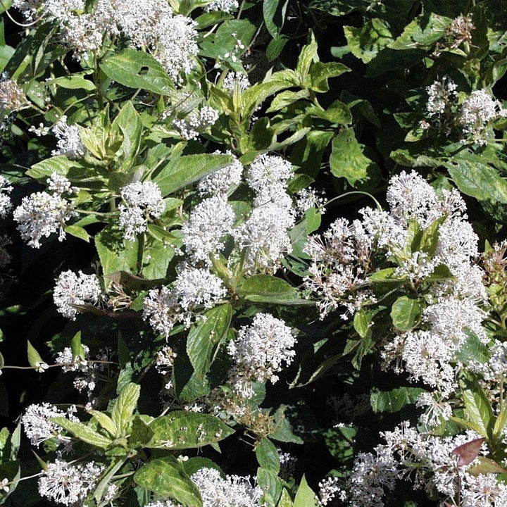 Ceanothus americanus ~ Té de Nueva Jersey