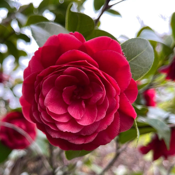 Camellia japonica 'Black Tie' ~ Black Tie Camellia