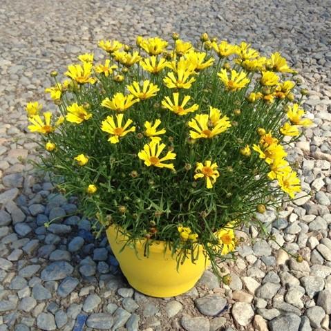 Coreopsis x 'Citrine' ~ Citrine Tickseed