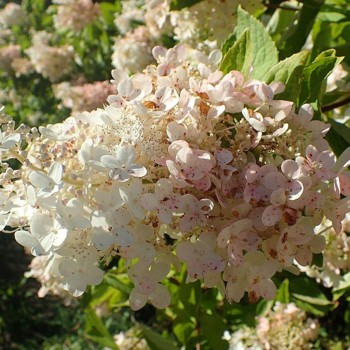 Hydrangea paniculata 'Grandiflora' ~ Pee Gee Hydrangea