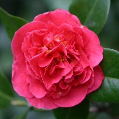 Camellia japonica 'Suprema de Kramer' ~ Camelia Suprema de Kramer