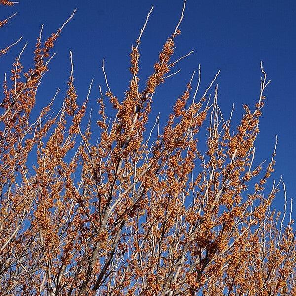 Hamamelis vernalis ~ Hamamelis de Ozark