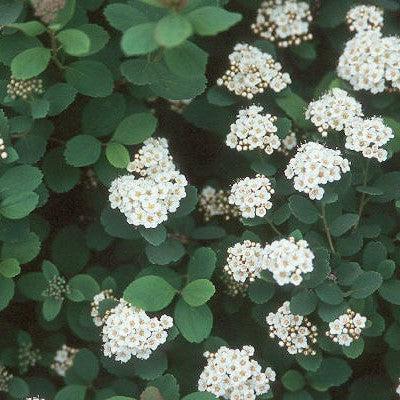 Spiraea betulifolia 'Tor' ~ Tor Birchleaf Spirea