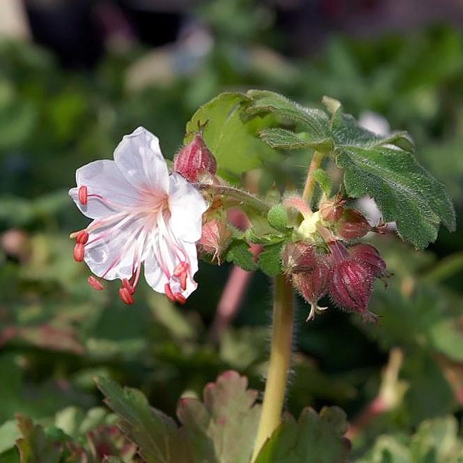 Geranium macrorrhizum 'Spessart' ~ Spessart Bigroot Cranesbill